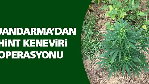 Jandarma'dan hint keneviri operasyonu