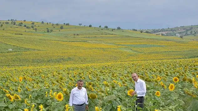 Vezirköprü'de ayçiçeği güzelliği