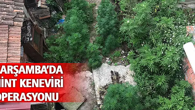 Çınarlık'ta hint keneviri operasyonu