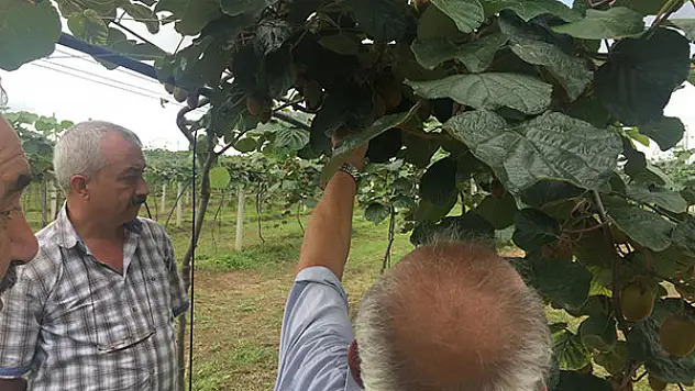 KİVİ BAHÇELERİ HIZLA ARTIYOR