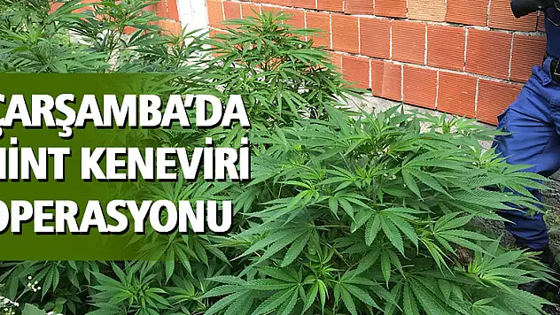 Çarşamba'da hint keneviri operasyonu