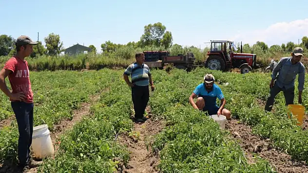 Karpuz ve domateste hasat zamanı