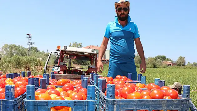 Bafra'da yetişen domates tüketicinin imdadına yetişti 