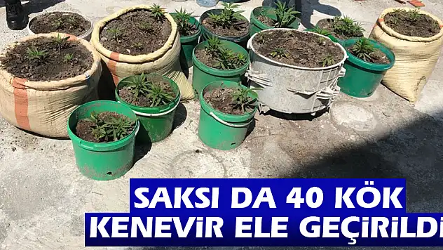 Saksı da 40 kök kenevir ele geçirildi