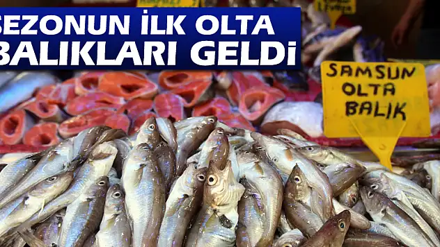 Sezonun ilk olta balıkları geldi