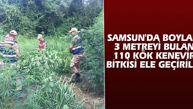 Samsun'da boyları 3 metreyi bulan 110 kök kenevir bitkisi ele geçirildi