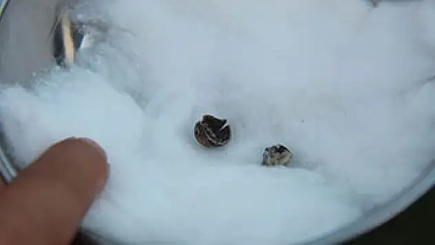 Tarihi kazıda 3 bin yıllık fındık bulundu