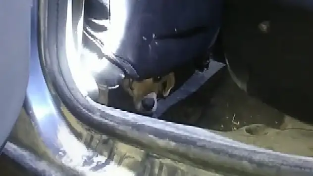 Otomobilin içinde sıkışan köpek kurtarıldı 