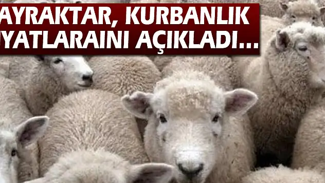 Bayraktar, kurbanlık fiyatlarını açıkladı…