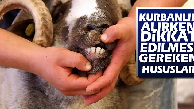 Kurbanlık alırken dikkat edilmesi gereken hususlar