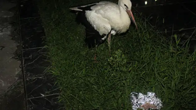 Yaralı leylek tedavi edilecek