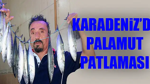 Karadeniz'de palamut patlaması 