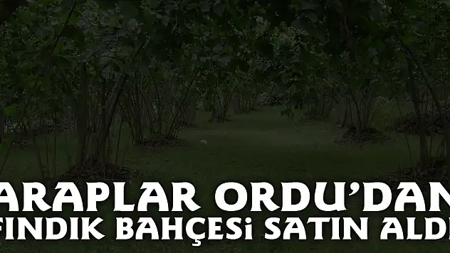 Araplar Ordu'dan fındık bahçesi satın aldı