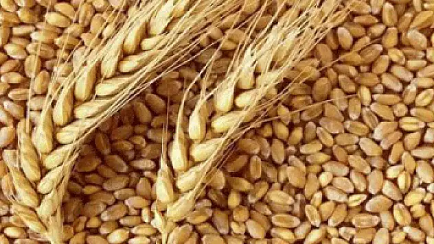 Sadece 26 Gün Yetecek Kadar Buğday Kaldı