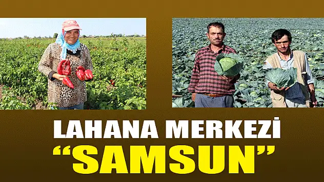 Lahana merkezi 'Samsun' 