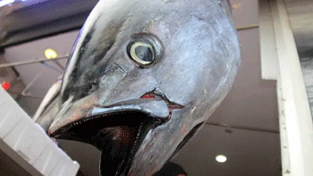 Samsunluların dev orkinos şaşkınlığı