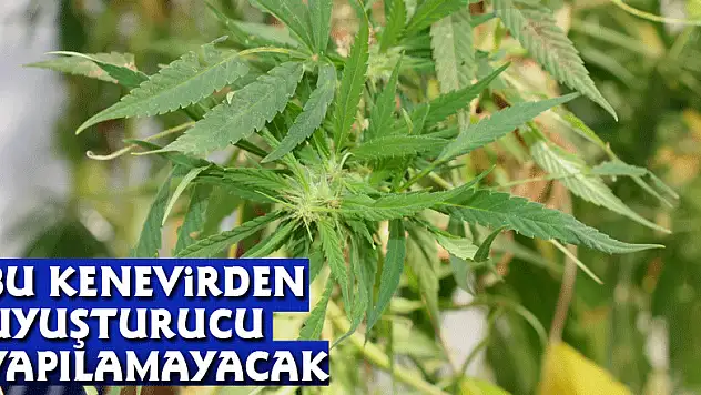 Bu kenevirden uyuşturucu yapılamayacak