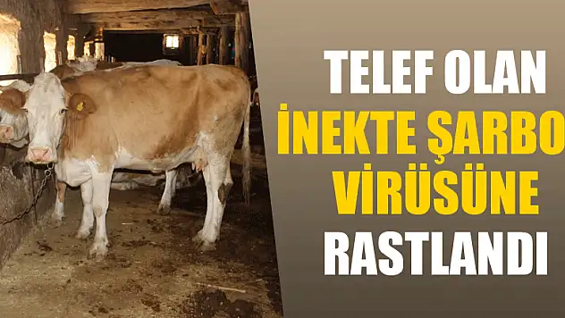 Telef olan inekte şarbon virüsüne rastlandı 