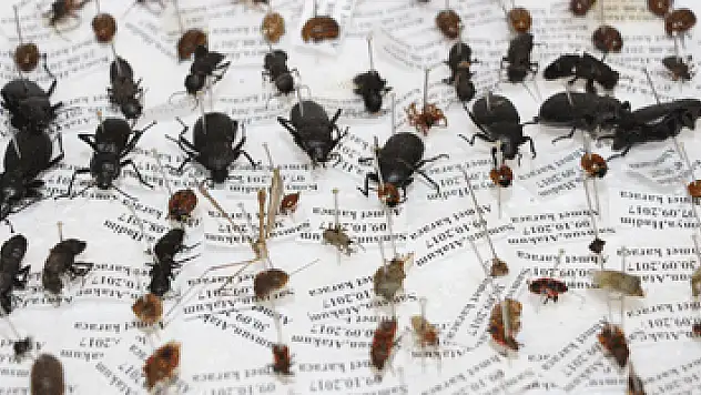 10 yılda 100 bin böcek toplayarak 'Böcek Müzesi' yaptılar