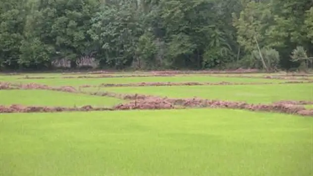 Çeltik ekim ruhsatı süresi uzatıldı