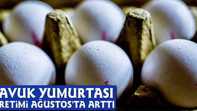 Tavuk yumurtası üretimi Ağustos'ta arttı