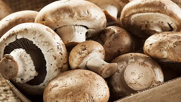 91 yaşındaki nine mantardan zehirlenerek hayatını kaybetti 