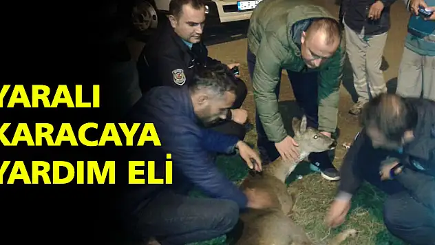 Yaralı Karacaya vatandaştan yardım eli