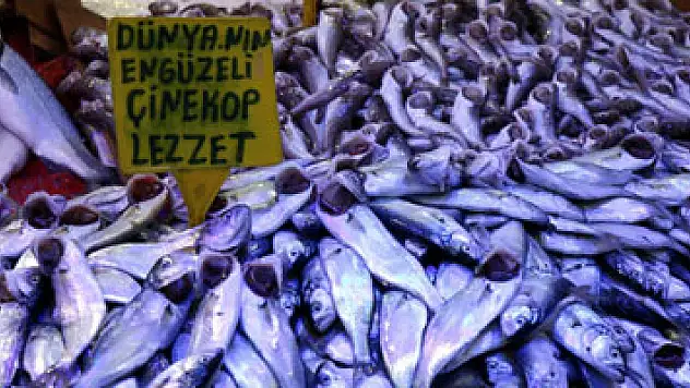 Balık, Karadeniz'den Ege ve Akdeniz'e göç ediyor