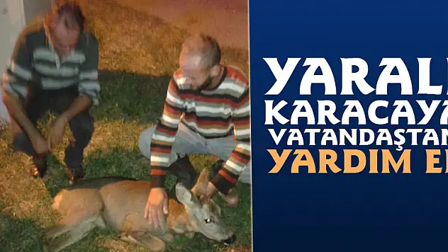 Yaralı Karacaya vatandaştan yardım eli