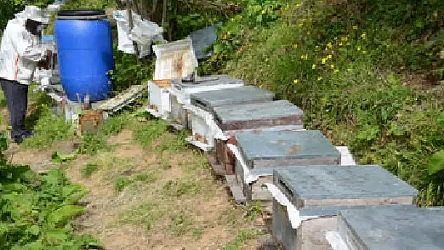 Arıların yüzde 30'unun öleceği tahmin ediliyor