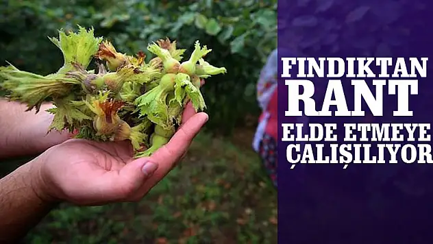Fındıktan rant elde etmeye çalışılıyor