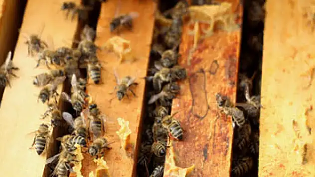 'Arı ırklarımız tehlike altında'
