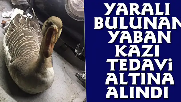 Yaralı bulunan yaban kazı tedavi altına alındı