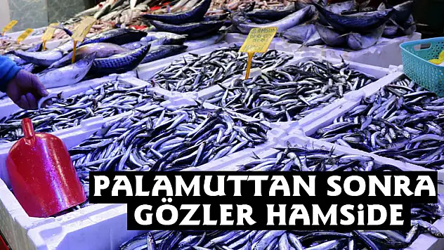 Palamuttan sonra gözler hamside 