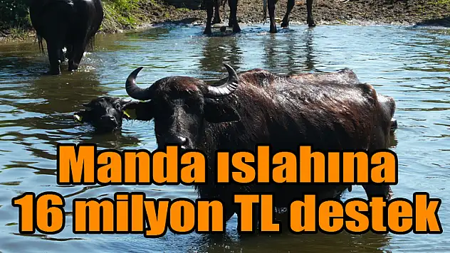 Manda ıslahına 16 milyon TL destek