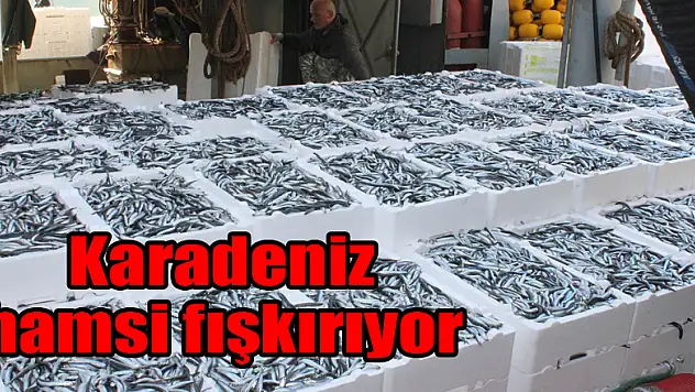 Karadeniz hamsi fışkırıyor 