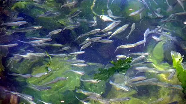 Balık sürüleri Karadeniz kıyılarında