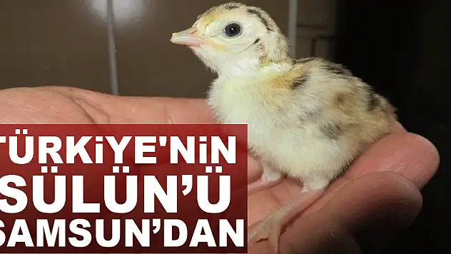 Türkiye'nin 'sülün'ü Samsun'dan