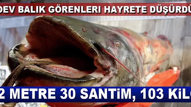 Dev balık görenleri hayrete düşürdü: 2 metre 30 santim, 103 kilo