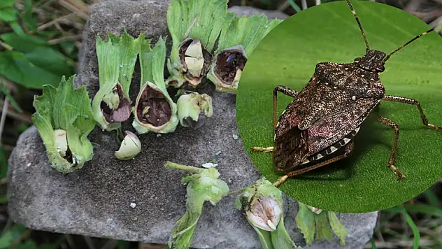 Dünyayı dolaşan hastalık fındığa bulaştı 