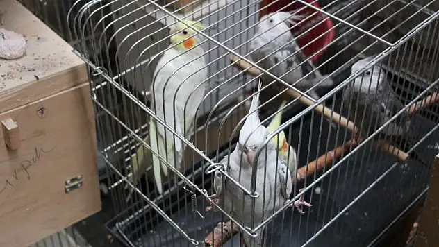 80 papağan yanmaktan son anda kurtarıldı