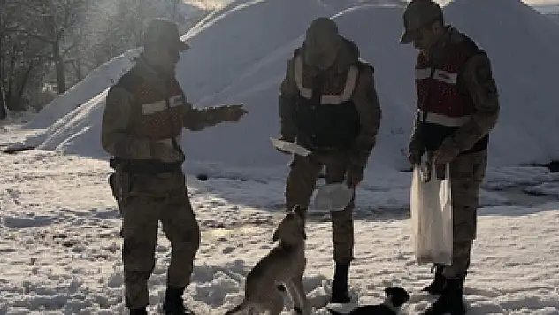 Jandarma sokak hayvanlarını unutmadı