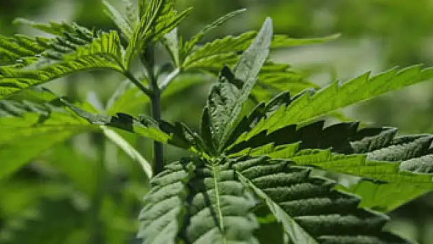 Doç. Dr. Aytaç: 'Cumhurbaşkanı'nın 'kenevir' açıklaması dönüm noktası'