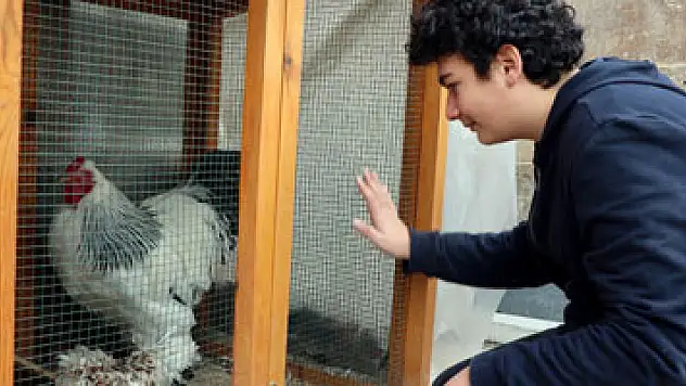 15 tatilde tavuklarını görüntülü arayacak