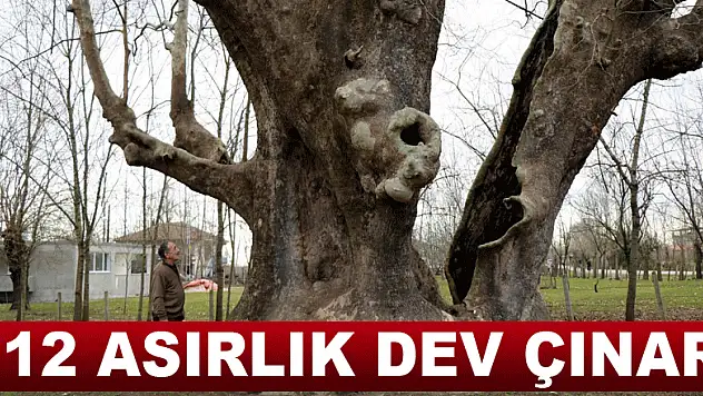 12 asırlık dev çınar