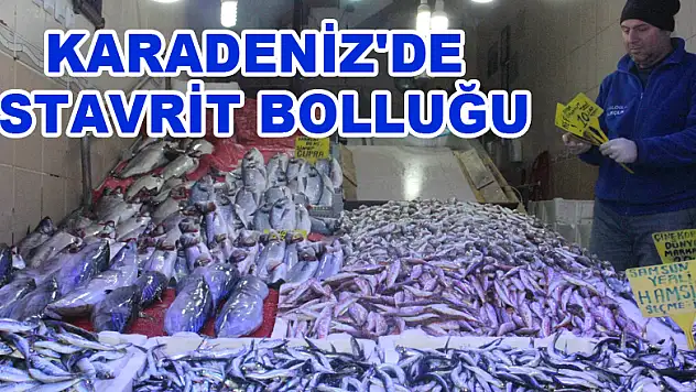 Karadeniz'de istavrit bolluğu 