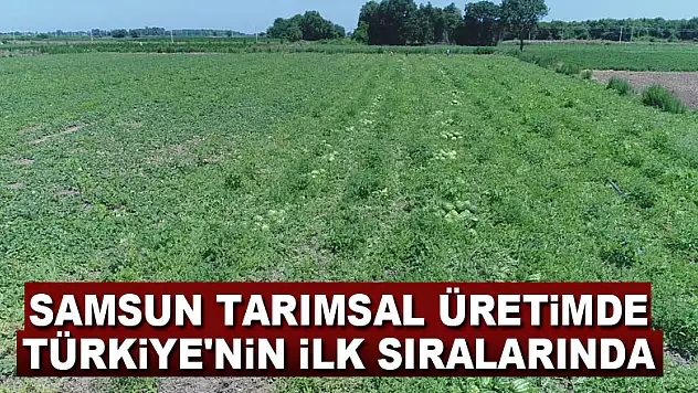 Samsun tarımsal üretimde Türkiye'nin ilk sıralarında