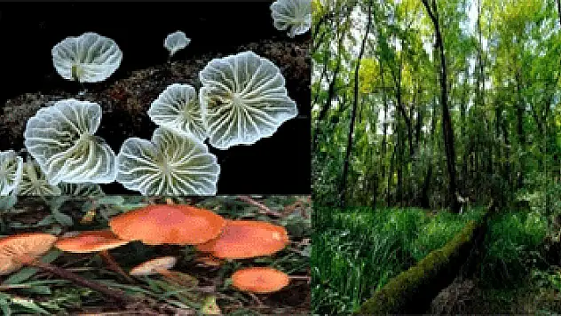 Bu mantarlar sadece Samsun'da yetişiyor