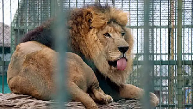 Hayvanat bahçesine 3,3 milyon ziyaretçi