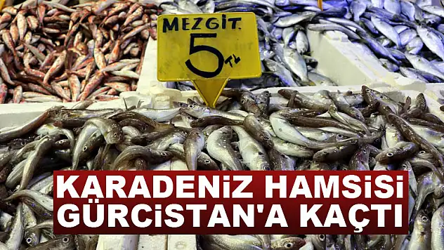 Karadeniz hamsisi Gürcistan'a kaçtı